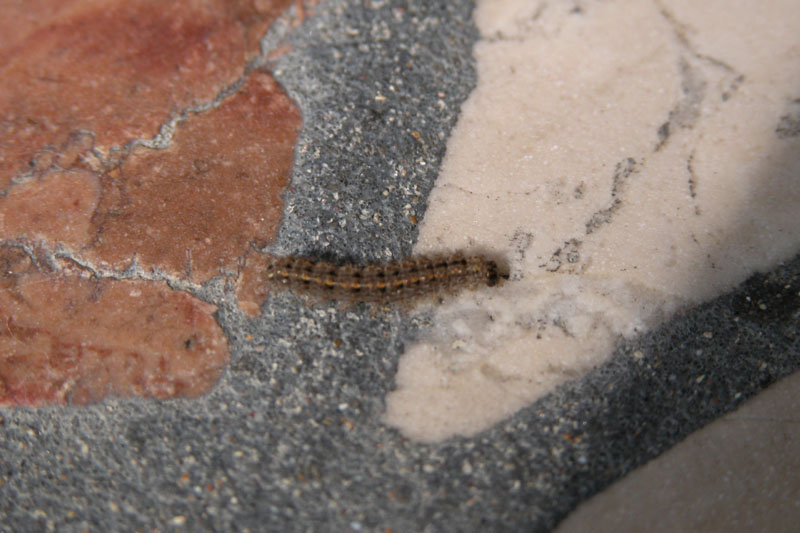 Bruchi sul terrazzo: Eilema caniola